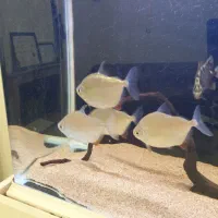 ماهی سیلور دالر درشت