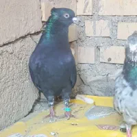 پرنده  قناری