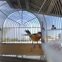 سهره قناری نر جوجه امسال|پرنده|فسا, |دیوار