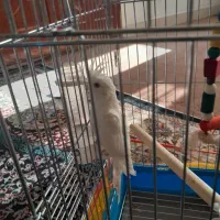 عروس هلندی|پرنده|آشخانه, |دیوار