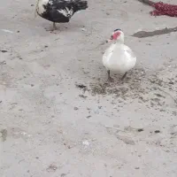 اردک
