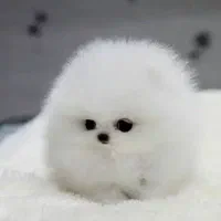 توله پامر فقط امروز با تخفیف|سگ|قوچان, |دیوار