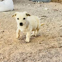 سگ پاکوتاه بازیگوش و قوی سالم