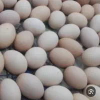 تخم مرغ نطفه دار گلین