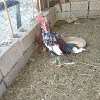 خروس لاری فروشی