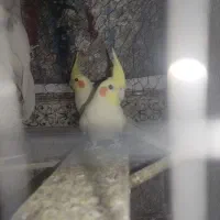 عروس هلندی لوتینو چهار تا جوانه|پرنده|زابل, |دیوار