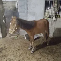 اسب جوان نژاد دار|اسب و تجهیزات اسب‌سواری|بجنورد, |دیوار