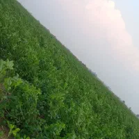 یونجه|حیوانات مزرعه|رامشیر, |دیوار