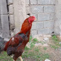 خروس لاری جوان
