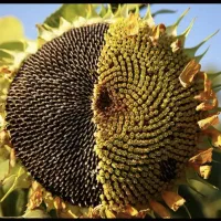 سرکارگر کشاورزی از صفر تا صد|خدمات باغبانی و درختکاری|بیستون, |دیوار