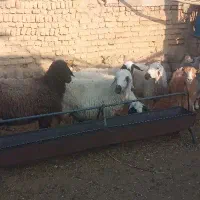 تعدادی بز و میش
