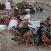 جوجه گلپایگانی|پرنده|جوادآباد, |دیوار
