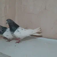 فروش کبوتر