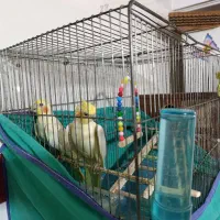 عروس هلندی|پرنده|خرمدره, |دیوار