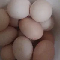 تخم مرغ محلی