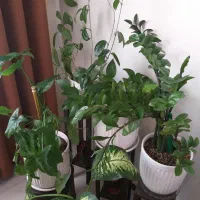 تعدادی گل طبیعی با گلدان