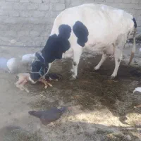 گاو شیری است روزی ۱۵ کیلو شیر می‌دهد