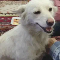 پیدا شده|حیوانات|شیراز, ستارخان|دیوار