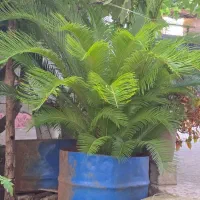 سیکاس