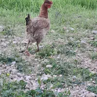 4 عدد مرغ محلی جوان