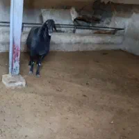 قوچ دو بر بزری مادر شال افشار پدر ترک شناسنامه دار