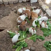 خرگوش