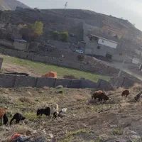 میش با بره شیری گوسفند بز با بزغاله گوسفند باقصاب