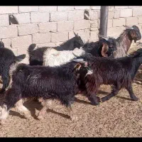 کهره نر ترکی