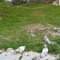 ژدذ|پرنده|یاسوج, |دیوار