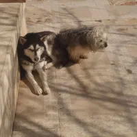 واگذاری هاسکی مالاموت