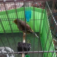 سهره قناری نر