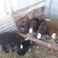 بره شالی نرو ماده