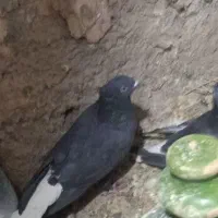 کفتر زاغ دم سفید