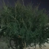 تمام خدمات باغبانی