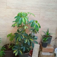 گل آپارتمانی سالم و سرحال