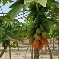 فروش گلخانه میوه های استوایی در خراسان شمالی|فروش دفتر صنعتی، کشاورزی، تجاری|آشخانه, |دیوار