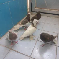 فروش کبوتر