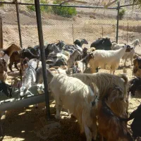 فروش سی راس بز