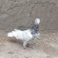 کبوتر بوم سا ر قلدرضربه رنگه