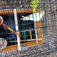 عروس هلندی رام رنگ لوتینو|پرنده|کرمانشاه, |دیوار