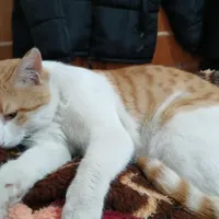واگذاری بچه گربه ها