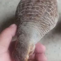 بلدرچین|حیوانات مزرعه|هیدوچ, |دیوار