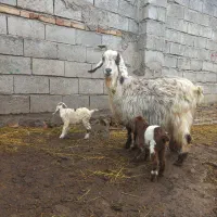 بزجوان دوقلو|حیوانات مزرعه|مشگین شهر, |دیوار