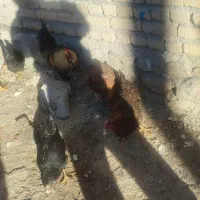 تعدادی. مرغ و خروس محلی   درجه یک|حیوانات مزرعه|چالدران, |دیوار