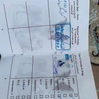 شیتزو میکس ۷ ماهه باهوش فروشی|سگ|پرند, فاز ۶|دیوار