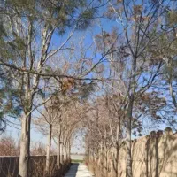 هزارمترچاردیواری-تبرئه-دارخیابان-کازرونی-اب-و-برق