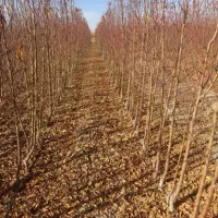 نهال ونهالستان تخصصی بزرگ حاجی گوارشکی