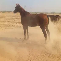 شوش|اسب و تجهیزات اسبسواری|شوش, |دیوار