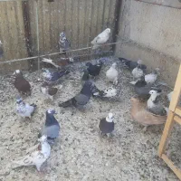 کفتر تعداد