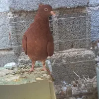 کفتر گلی کبوتر گلی کلایی پالخت|پرنده|بافت, |دیوار